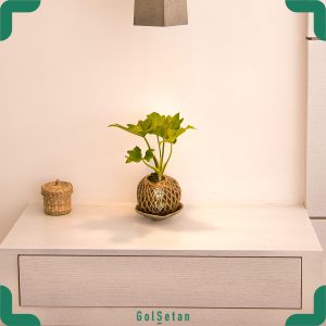 گیاه کوکداما