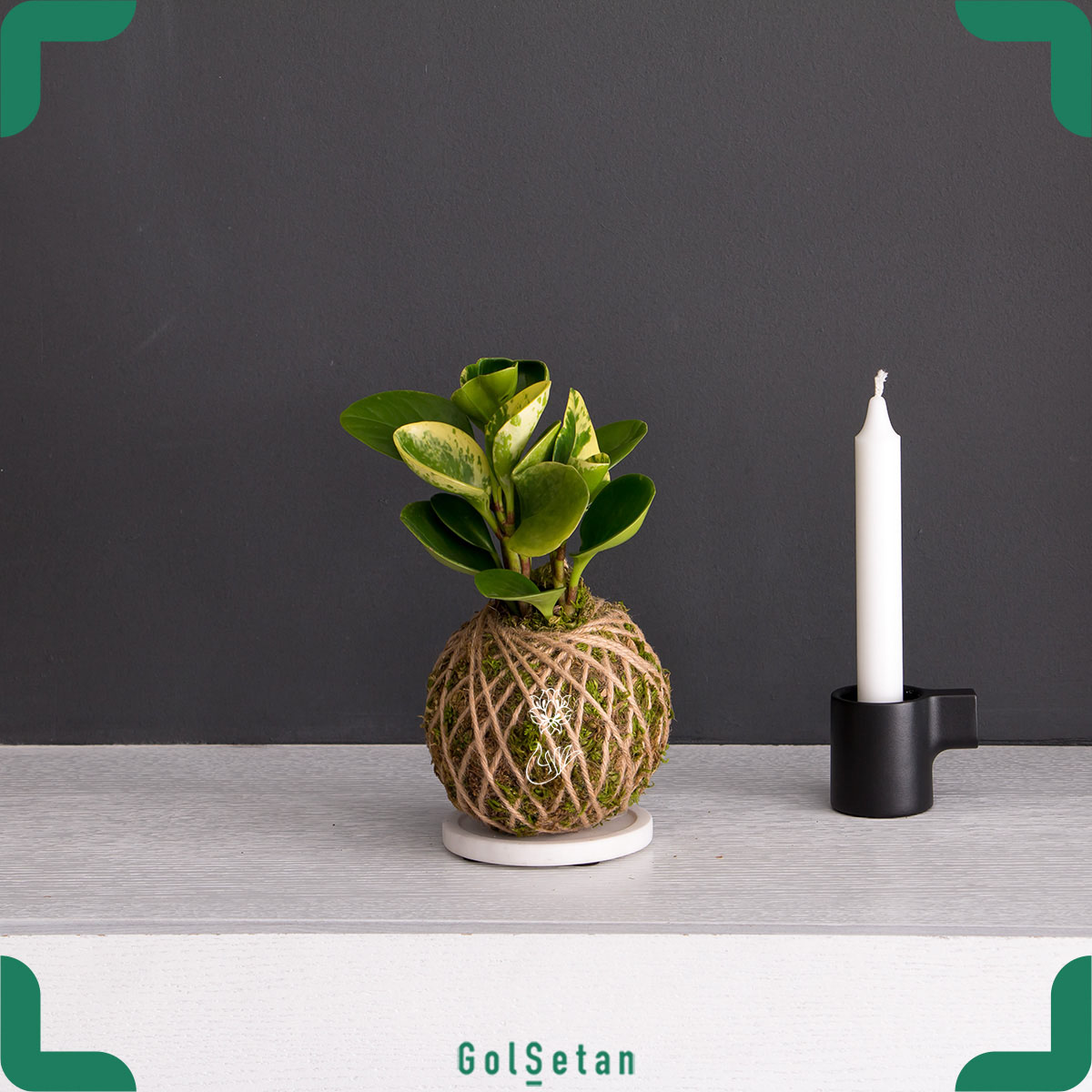 kokedama-radiator-plant کوکداما