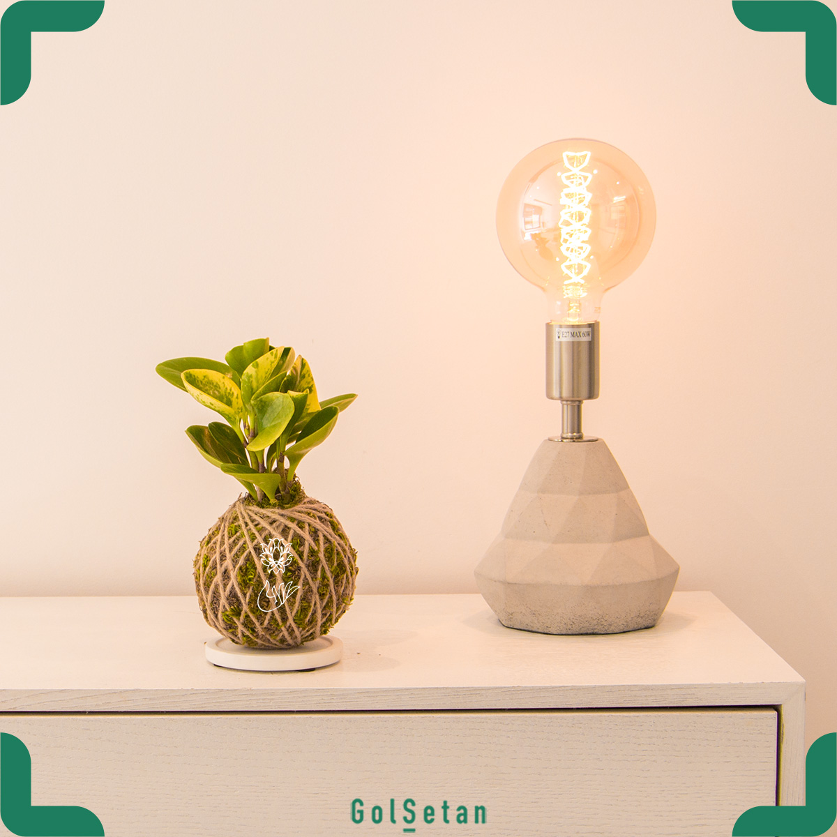 kokedama-radiator کوکداما برگ قاشقی کوچک