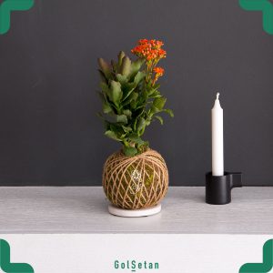 کوکداما کالانکوئه