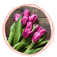 گل لاله بنفش