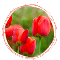 گل لاله قرمز