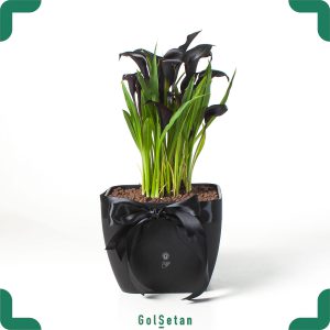 گل شیپوری سیاه برای ترحیم