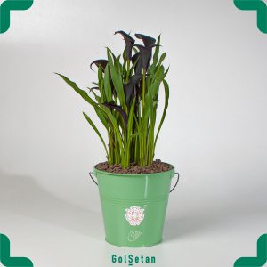 شیپوری سیاه گلدانی