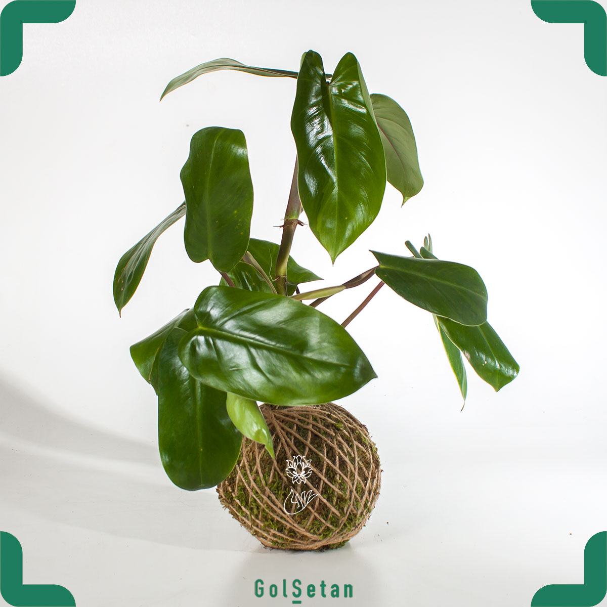 kokdedama-Philodendron کوکداما فیلودندرون