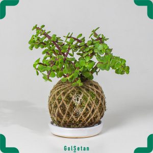 کوکداما کراسولا خرفه ای