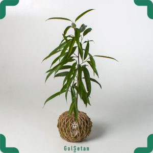 فیکوس آمستل