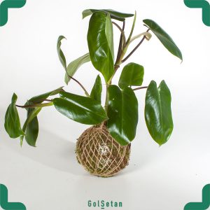 کوکداما فیلودندرون