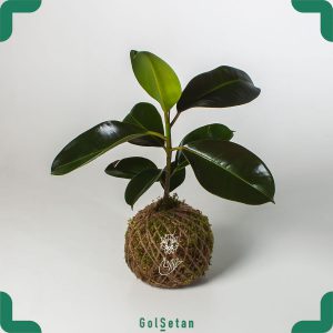 گیاه فیکوس الاستیکا