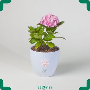 گلدان گل هورتانسیا صورتی