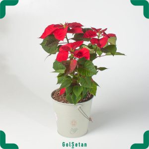 گلدان بنت قنسول