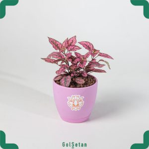 گیاه گلدانی گل سنگ