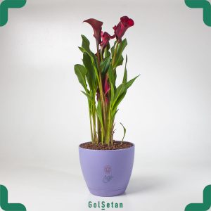 گیاه شیپوری بنفش