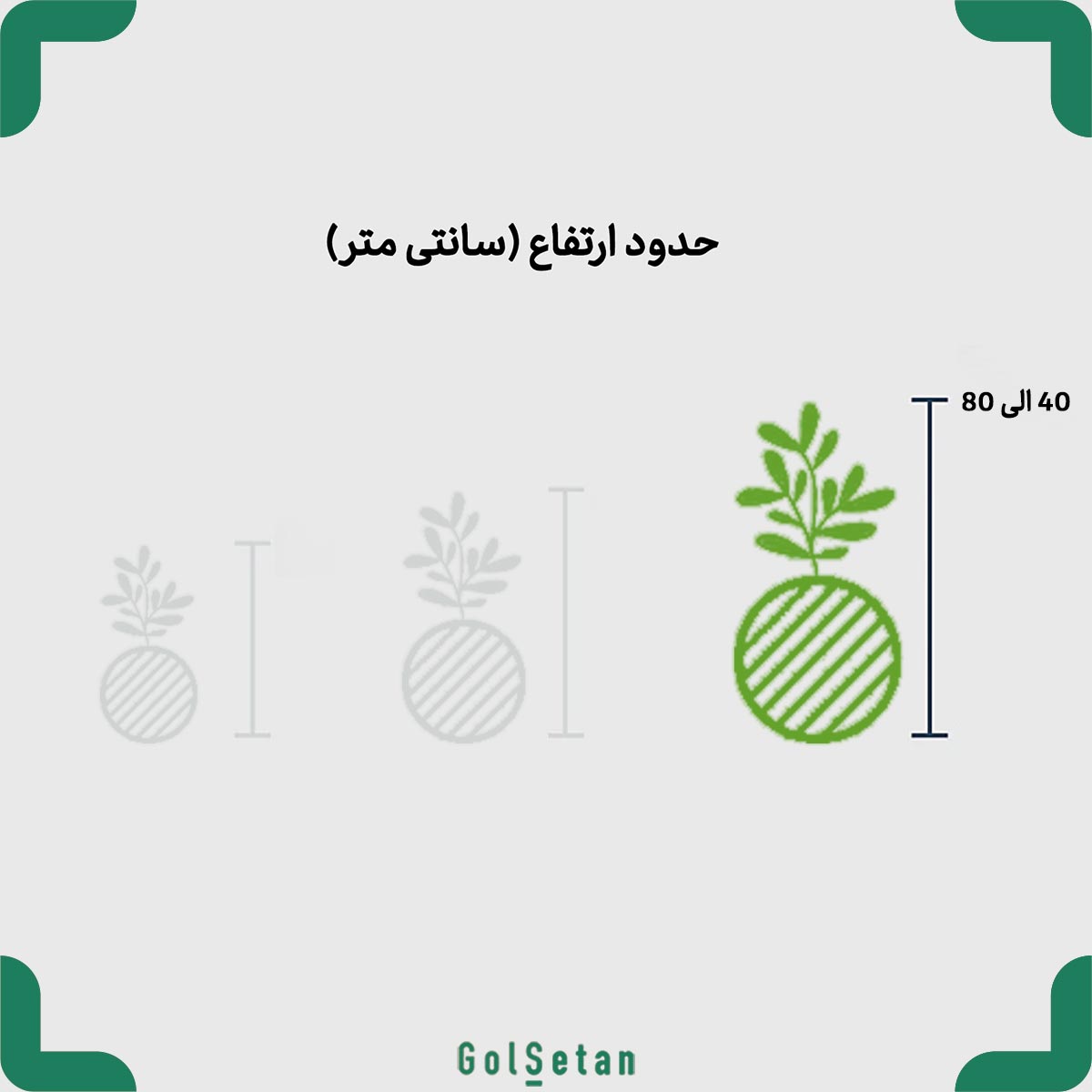 big-size-kokedama کوکداما بزرگ