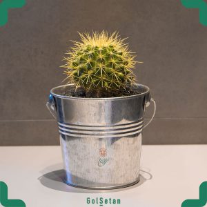 گلدان کاکتوس اچینو