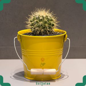 کاکتوس آچینو