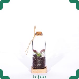 تراریوم کوچک