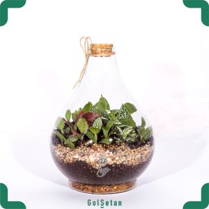 تراریوم فتونیا در شیشه خمره‌ای