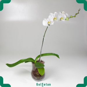 ارکیده سفید