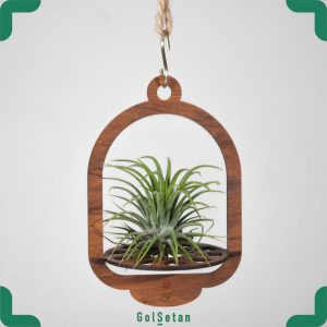 گیاه هوازی تیلاندزیا ایونانتا