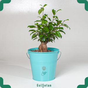 خرید گیاه بونسای فیکوس جنسینگ