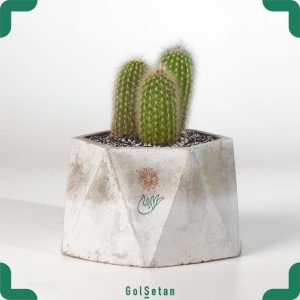 گلدان بتنی کاکتوس کلیستو استروس