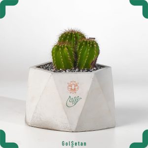 کاکتوس اچینو پسی