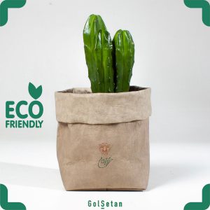 خرید کاکتوس لاکچری