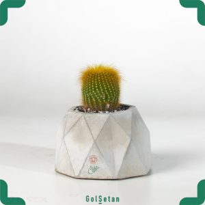 خرید گلدان کاکتوس