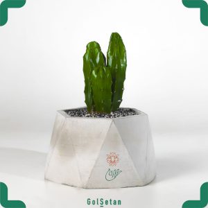 کاکتوس خیاری