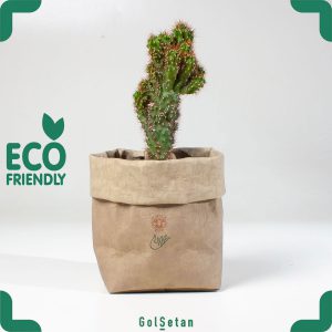 خرید کاکتوس کلکسیونی