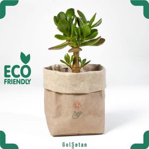 خرید کاکتوس خاص