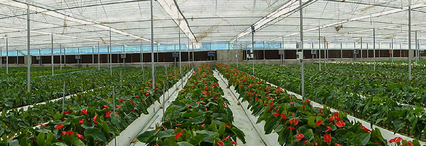 فروش عمده گل و گیاه