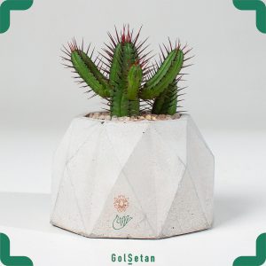 کاکتوس تیغ قرمز