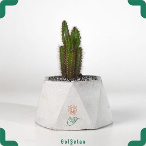 گلدان کاکتوس تیغ قرمز نئوکاردناسیا هرزوجیانا