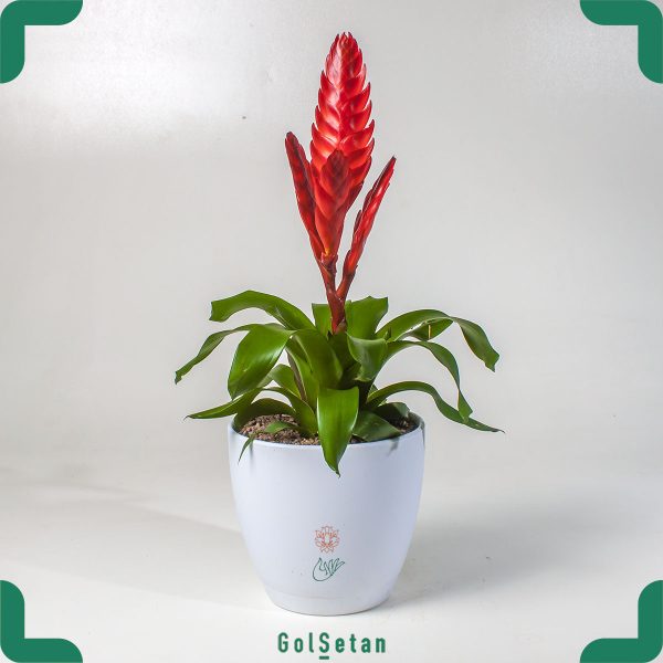 گیاه وریزیا بروملیاد قرمز