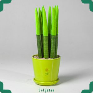 سانسوریا رنگی