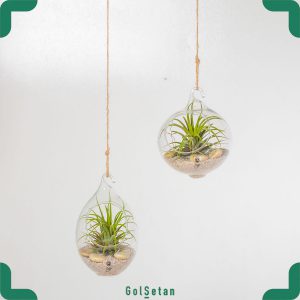 تیلاندزیا ایونانتا