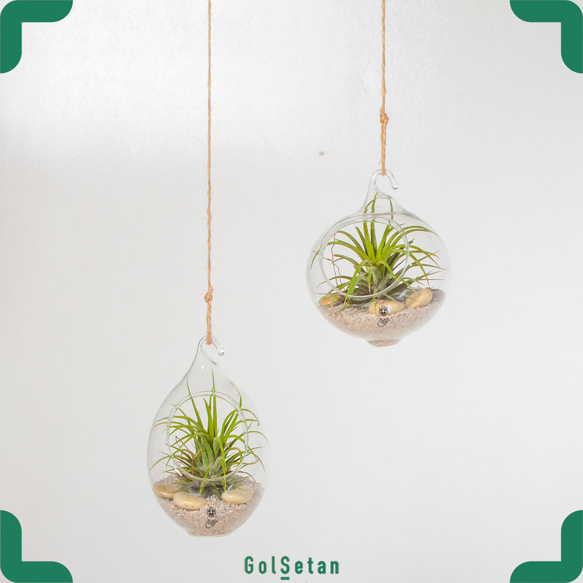 sky-plant تیلاندزیا ایونانتا