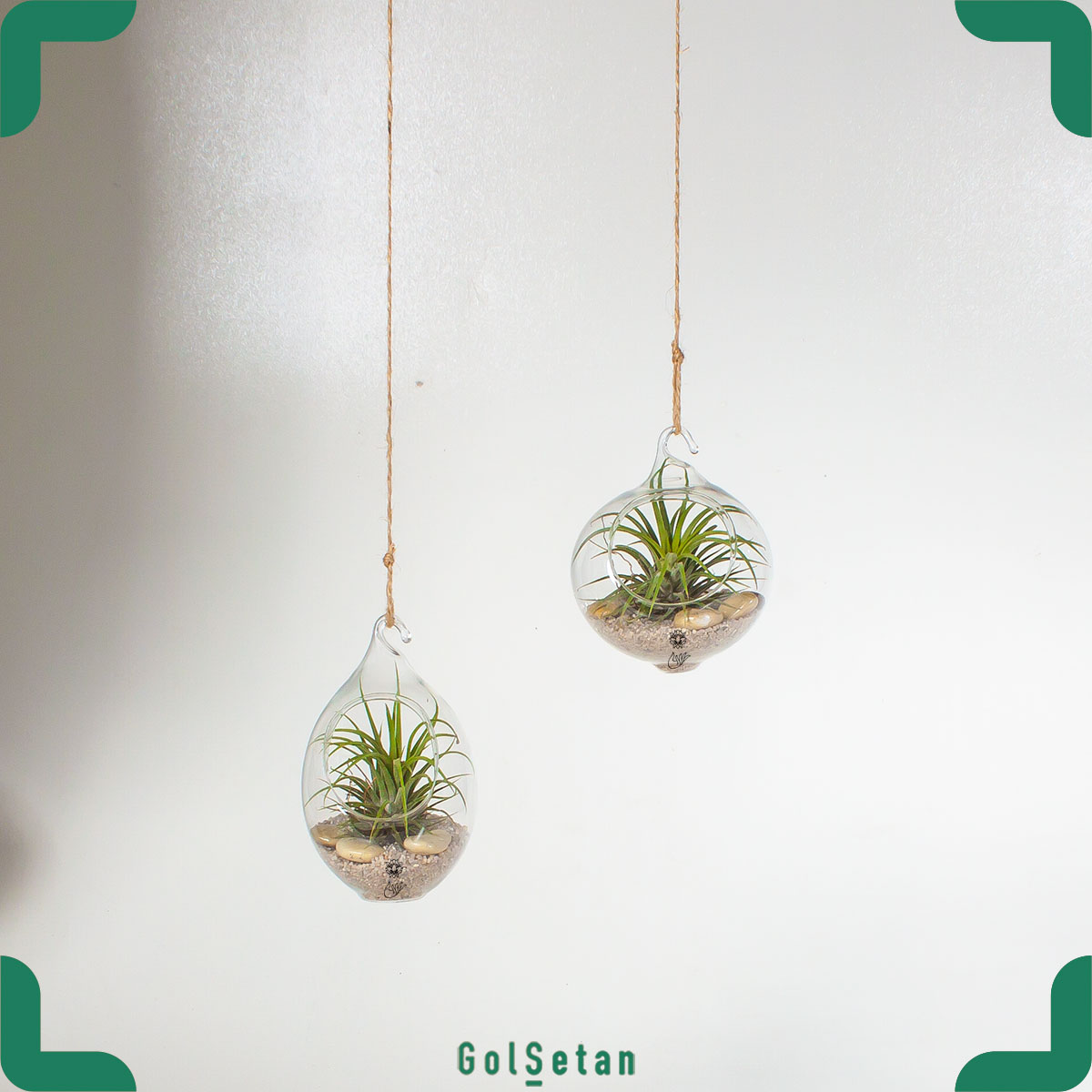 tillandsia-ionantha گیاه آویز هوازی تیلاندزیا ایونانتا