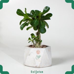 آدنیوم یا رز کویر