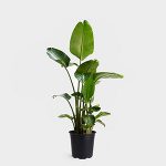 گیاه پرنده بهشت