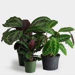 گیاه مارانتا