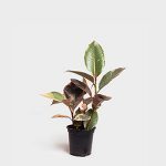 گیاه فیکوس الاستیکا ابلق