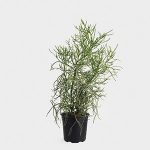 گیاه درخت مدادی