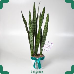 خرید سانسوریا