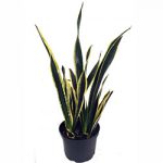 سانسوریای ابلق طلایی