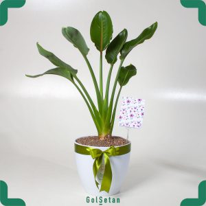 گیاه گلدانی استرلیتزیا