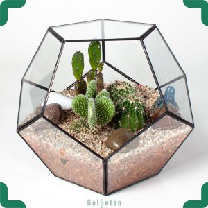 تراریوم نیمه باز کاکتوس