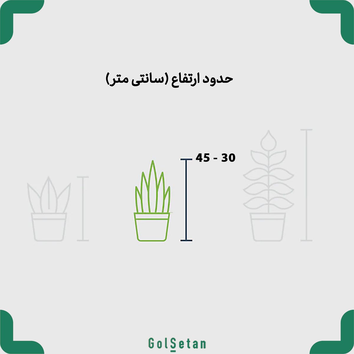 bonsai-tree-ginseng-size ابعاد گیاه بونسای